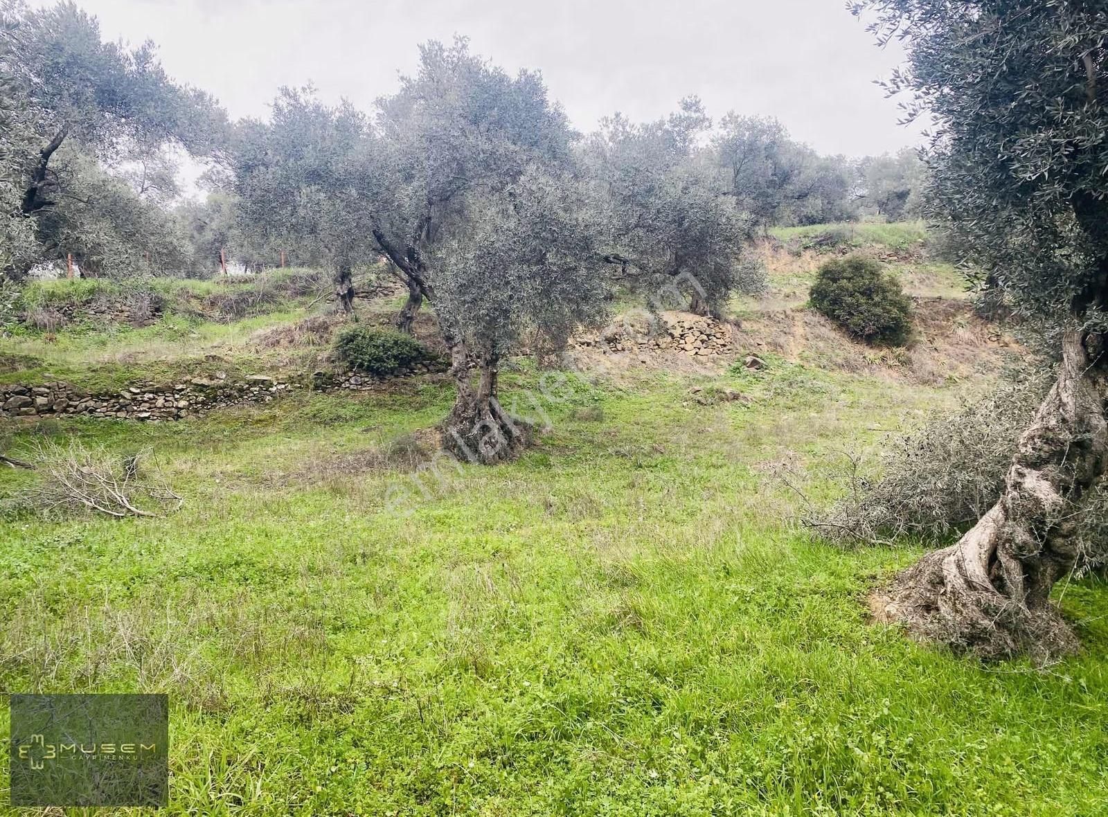 Karabağlarda Müstakil Tapulu Zeytinlik - Görsel 16