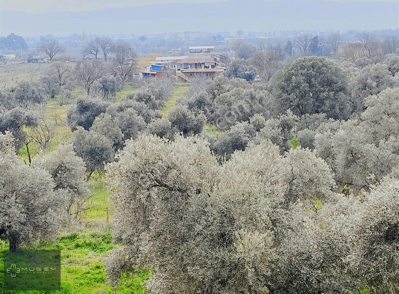 Karabağlarda Müstakil Tapulu Zeytinlik - Görsel 21