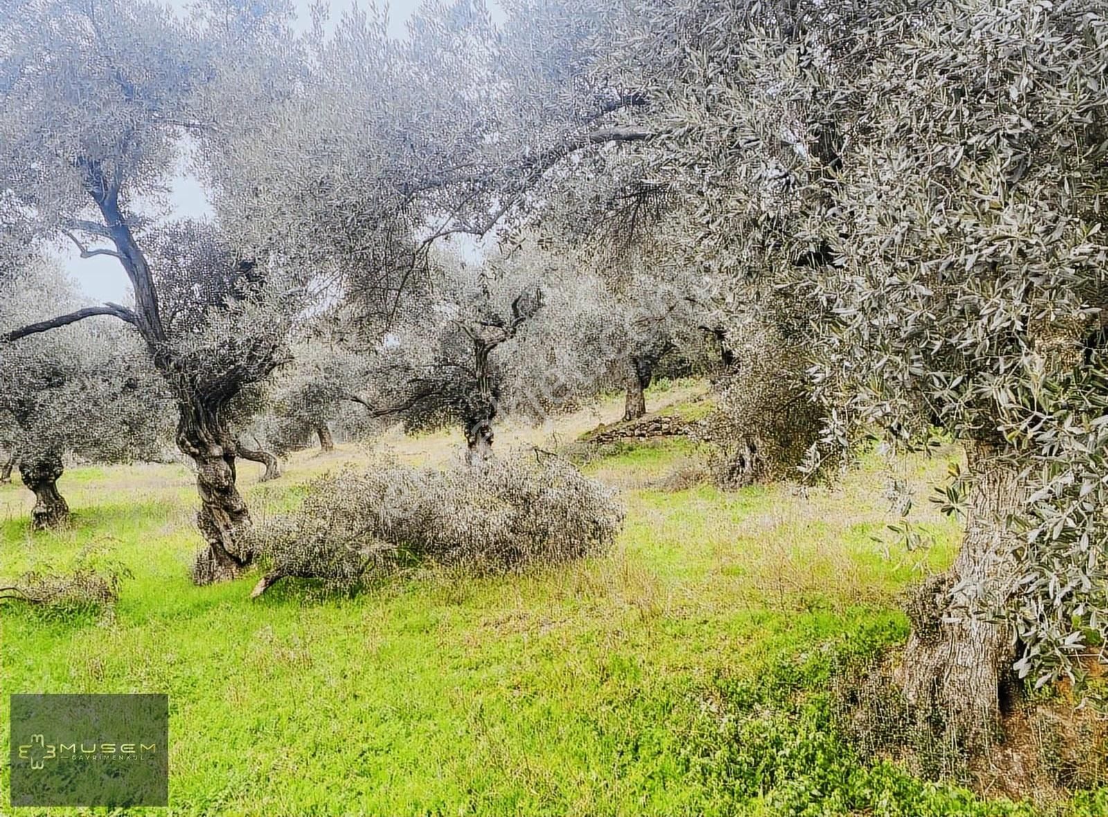 Karabağlarda Müstakil Tapulu Zeytinlik - Görsel 33