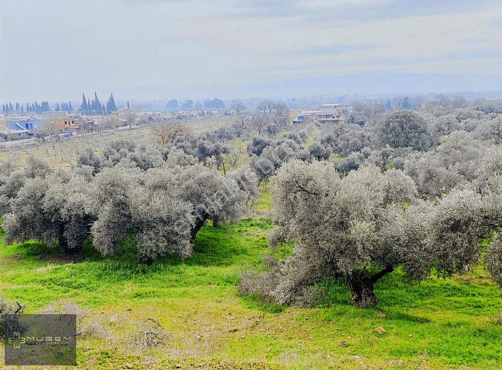 Karabağlarda Müstakil Tapulu Zeytinlik - Görsel 28