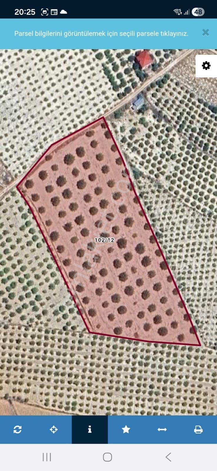 Satılık Badem Bahçesi - Görsel 2