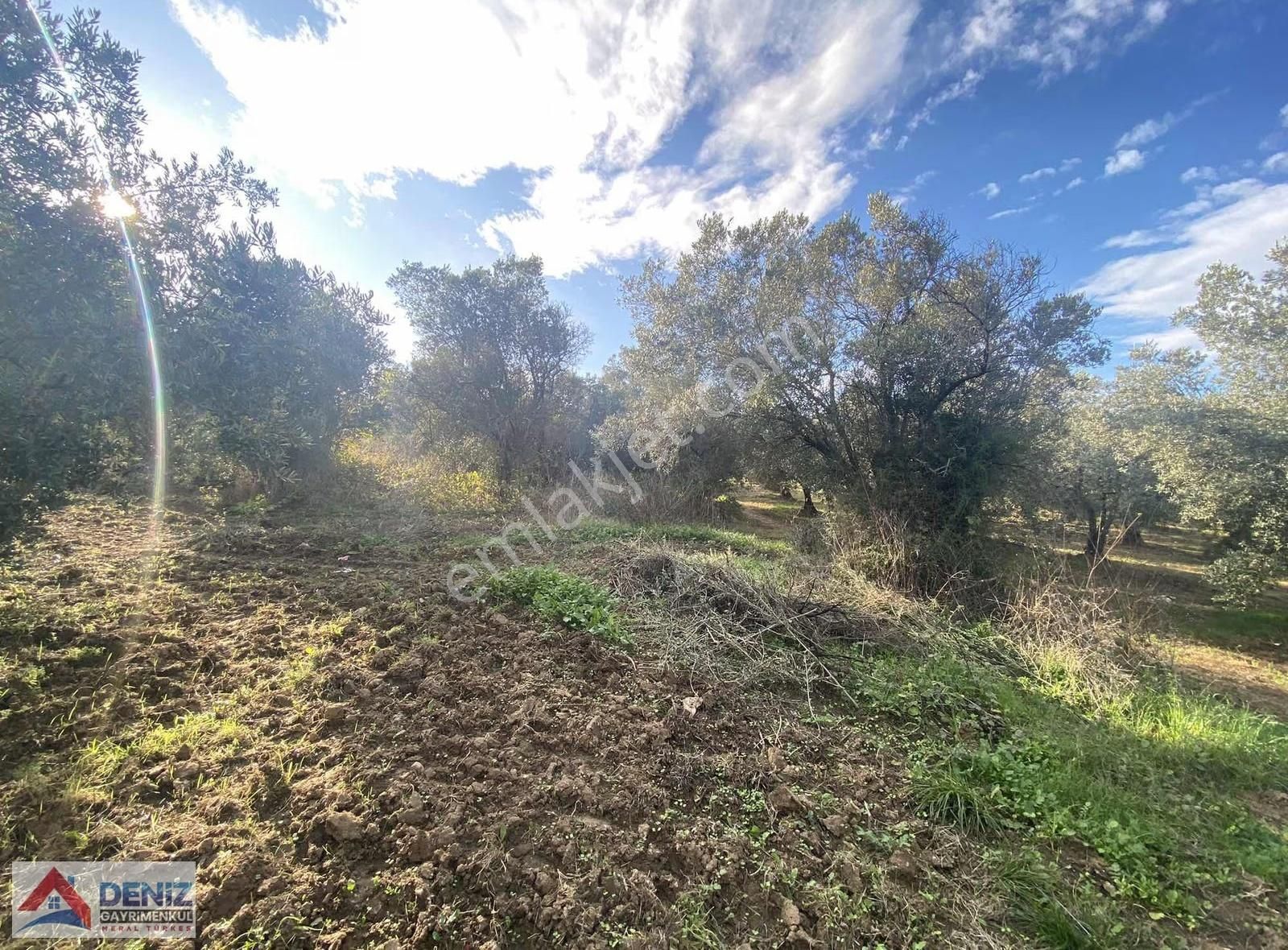 Mudanya Yalıçiftlik Satılık Zeytinlik - Görsel 3