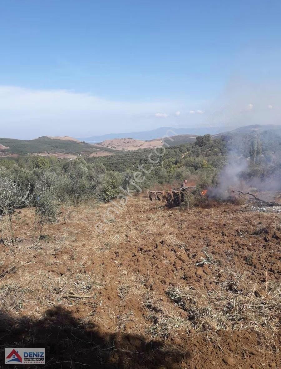 Mudanya Yalıçiftlik Satılık Zeytinlik - Görsel 5
