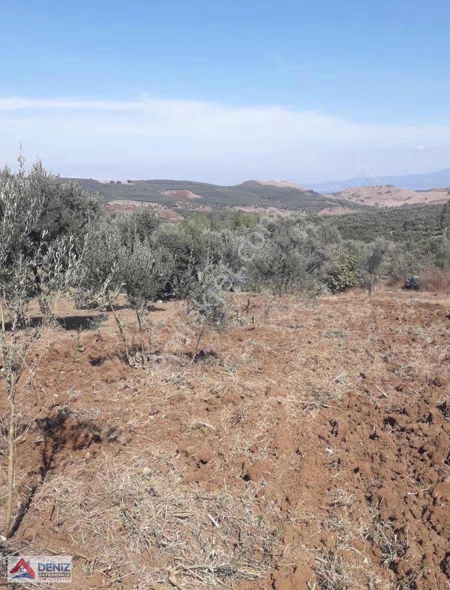 Mudanya Yalıçiftlik Satılık Zeytinlik