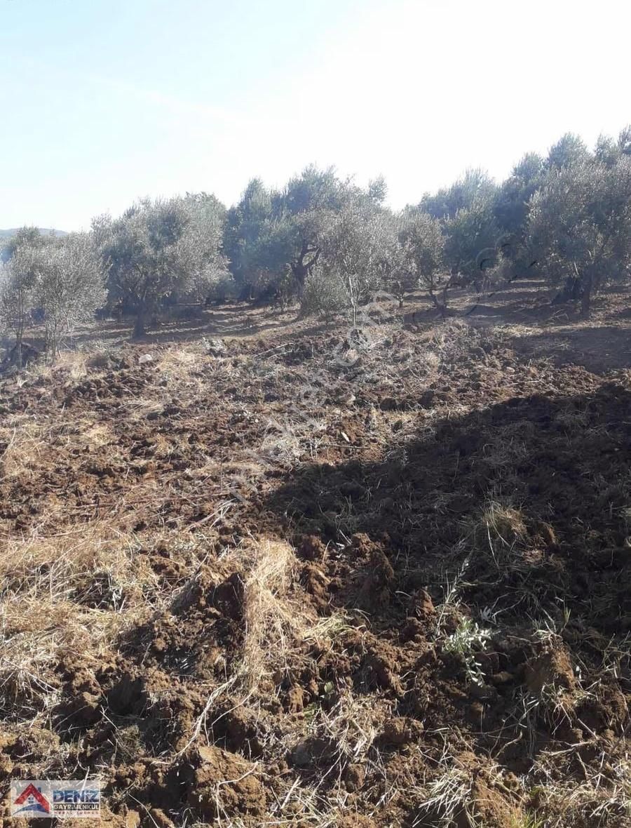Mudanya Yalıçiftlik Satılık Zeytinlik - Görsel 8