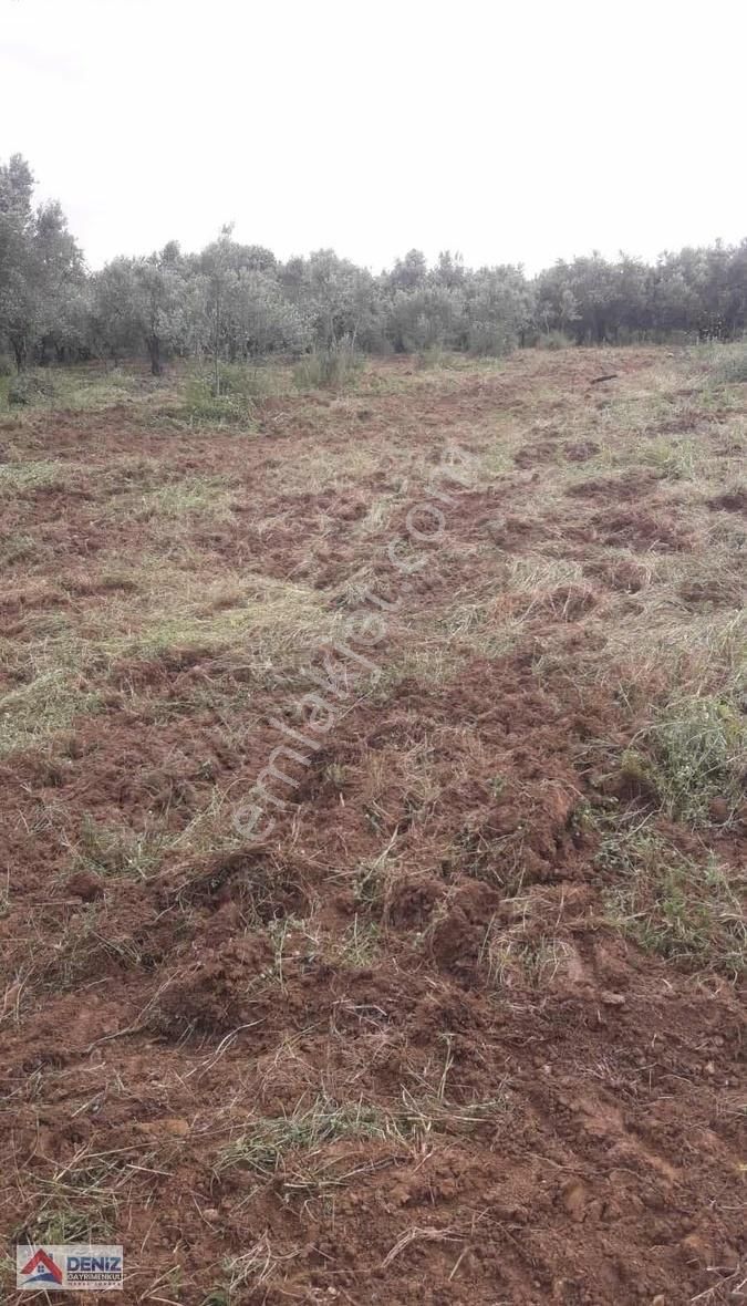 Mudanya Yalıçiftlik Satılık Zeytinlik - Görsel 7