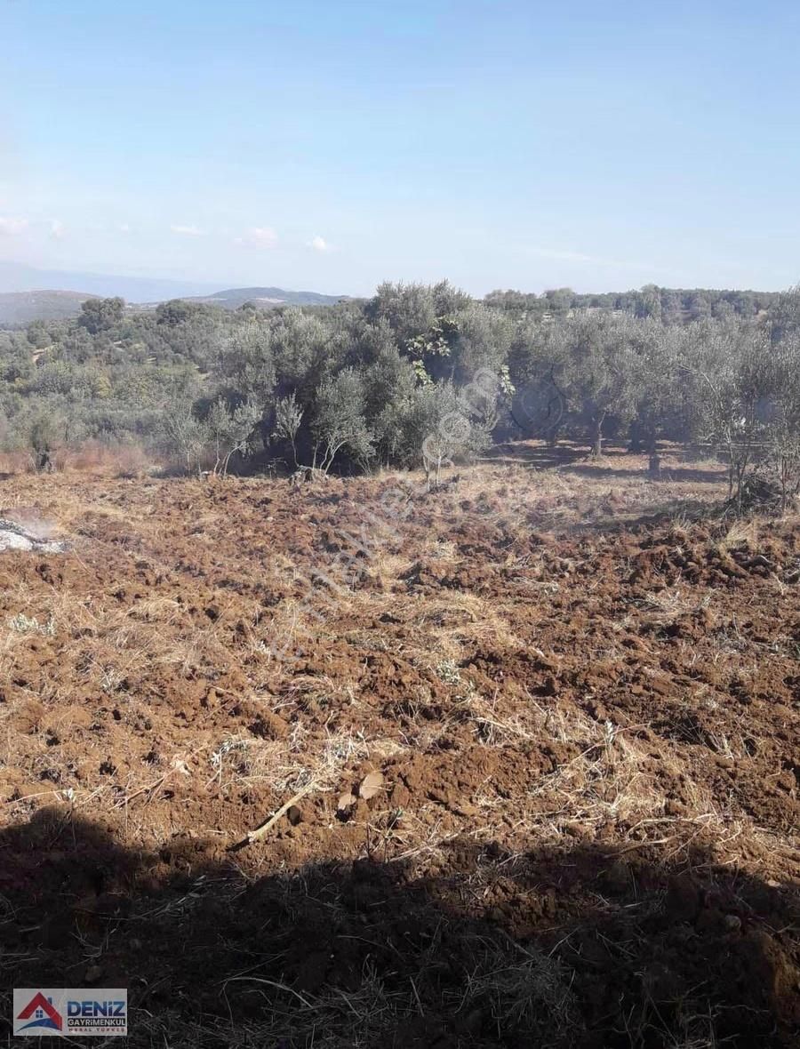 Mudanya Yalıçiftlik Satılık Zeytinlik - Görsel 4