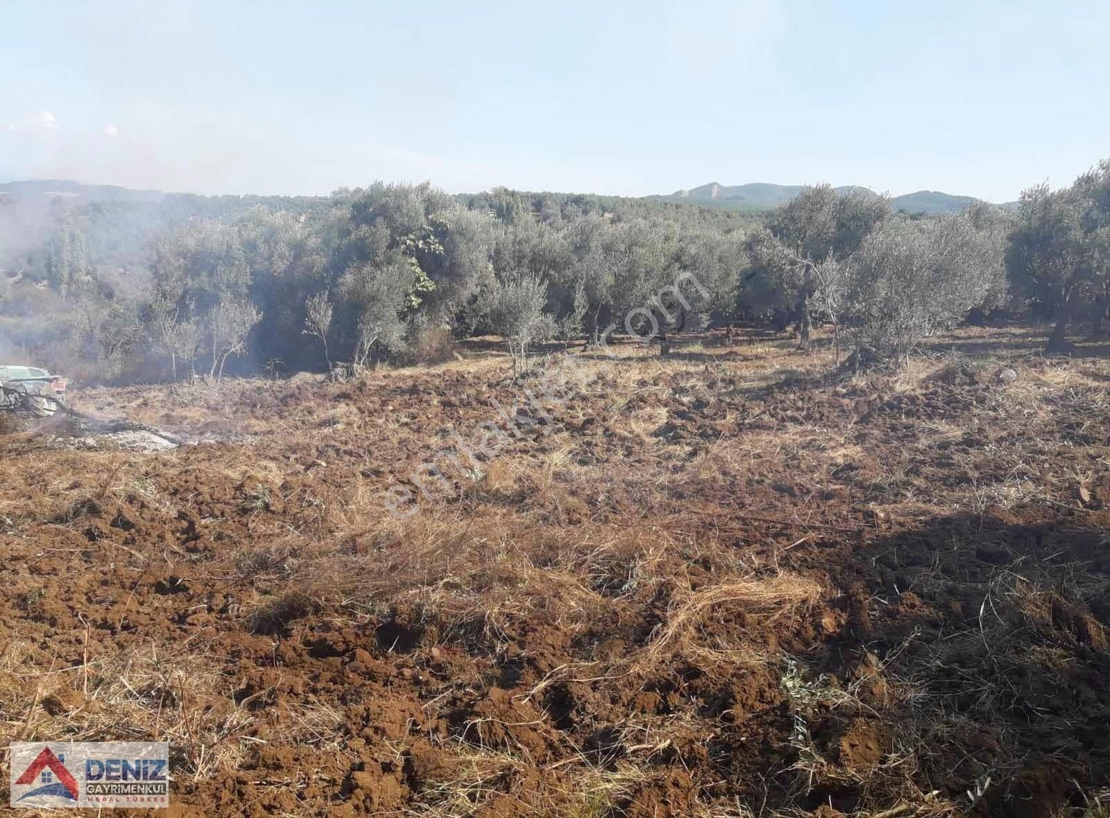 Mudanya Yalıçiftlik Satılık Zeytinlik - Görsel 10