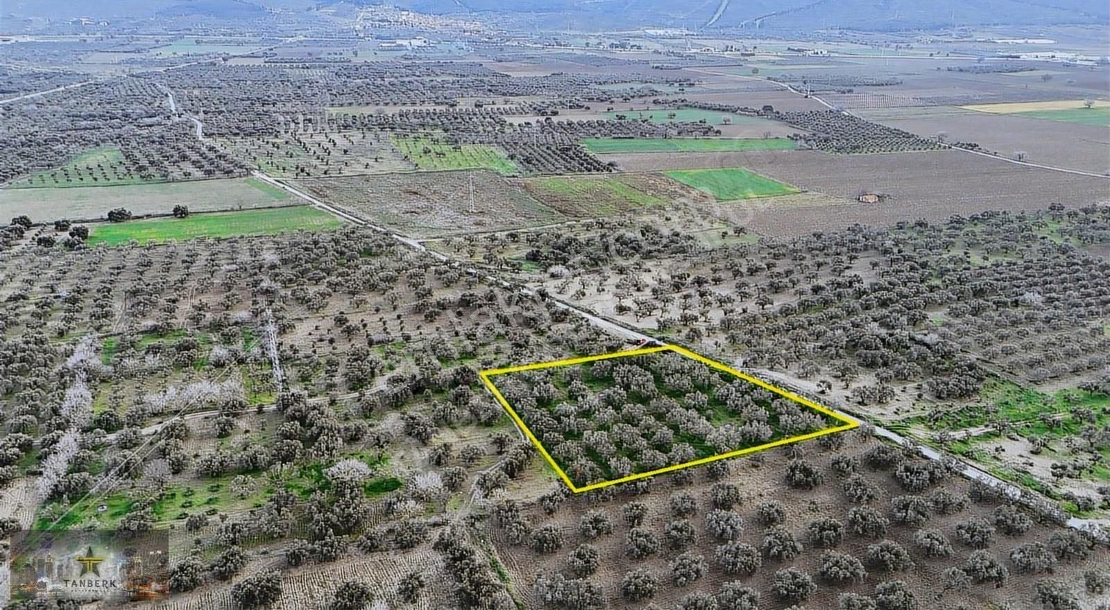 ^tanberk Den Satılık Zeytinlik 4978 M2 Kadastrol Yola Cepheli^