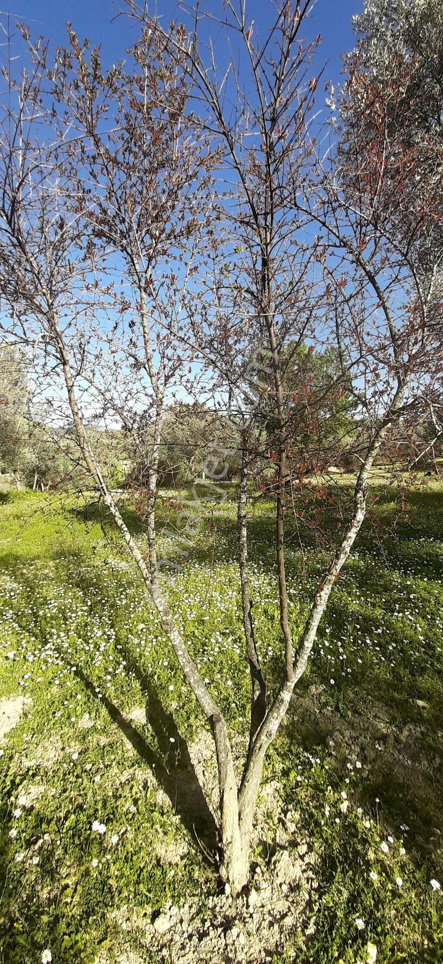 Kaçmaz Fırsat. Fiyat Düştü... - Görsel 17