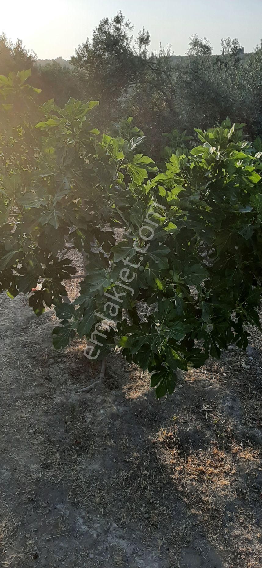 Kaçmaz Fırsat. Fiyat Düştü... - Görsel 11