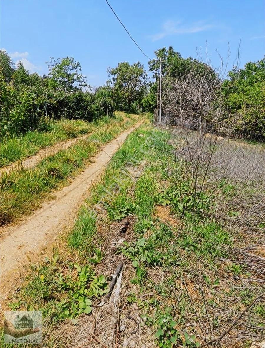 Lütfiyede Ceviz Bahçesi - Görsel 12