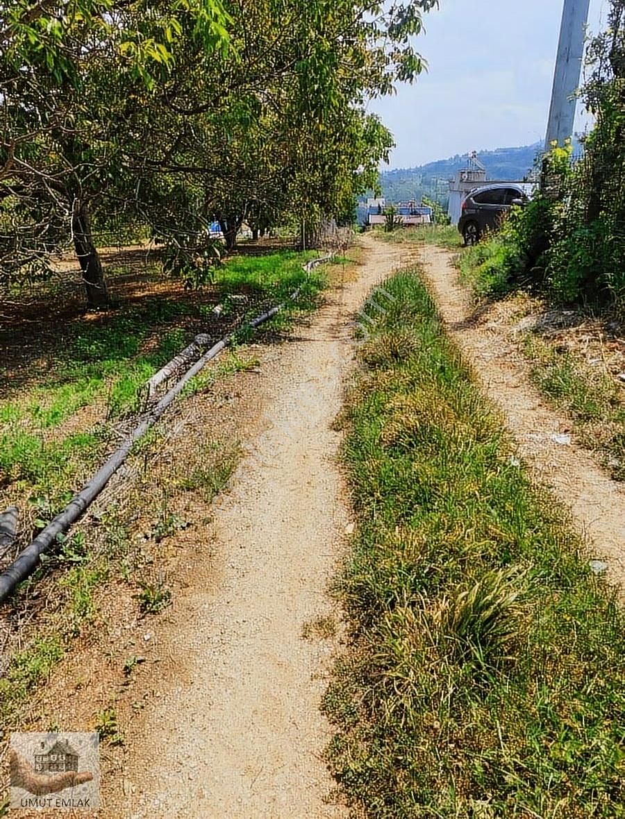 Lütfiyede Ceviz Bahçesi - Görsel 4