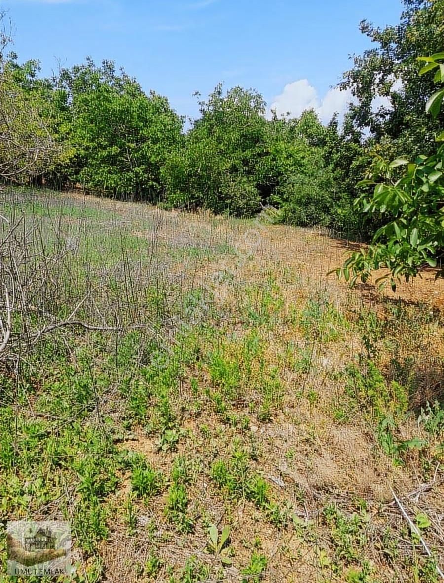 Lütfiyede Ceviz Bahçesi - Görsel 11