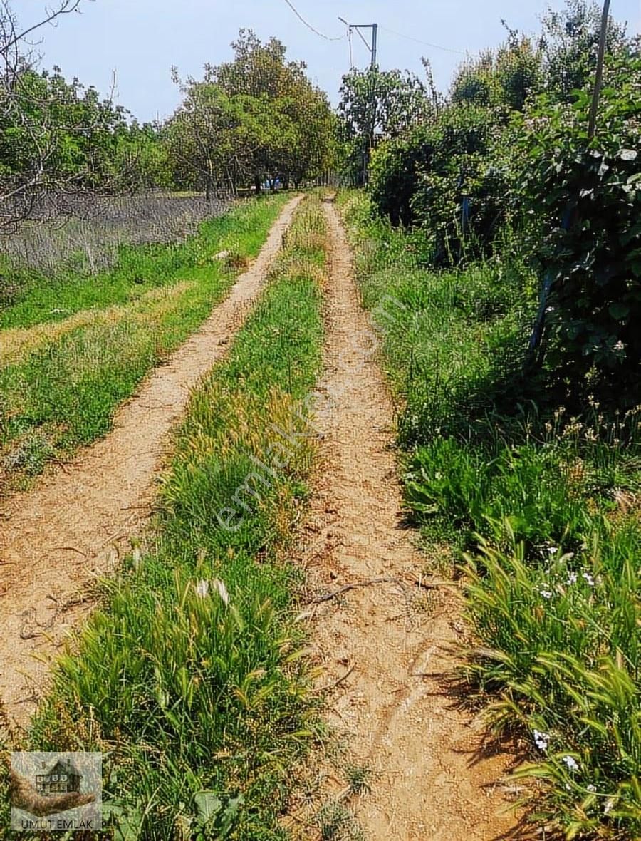 Lütfiyede Ceviz Bahçesi - Görsel 15