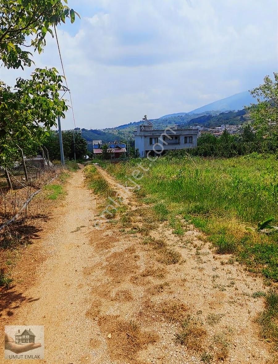 Lütfiyede Ceviz Bahçesi - Görsel 10