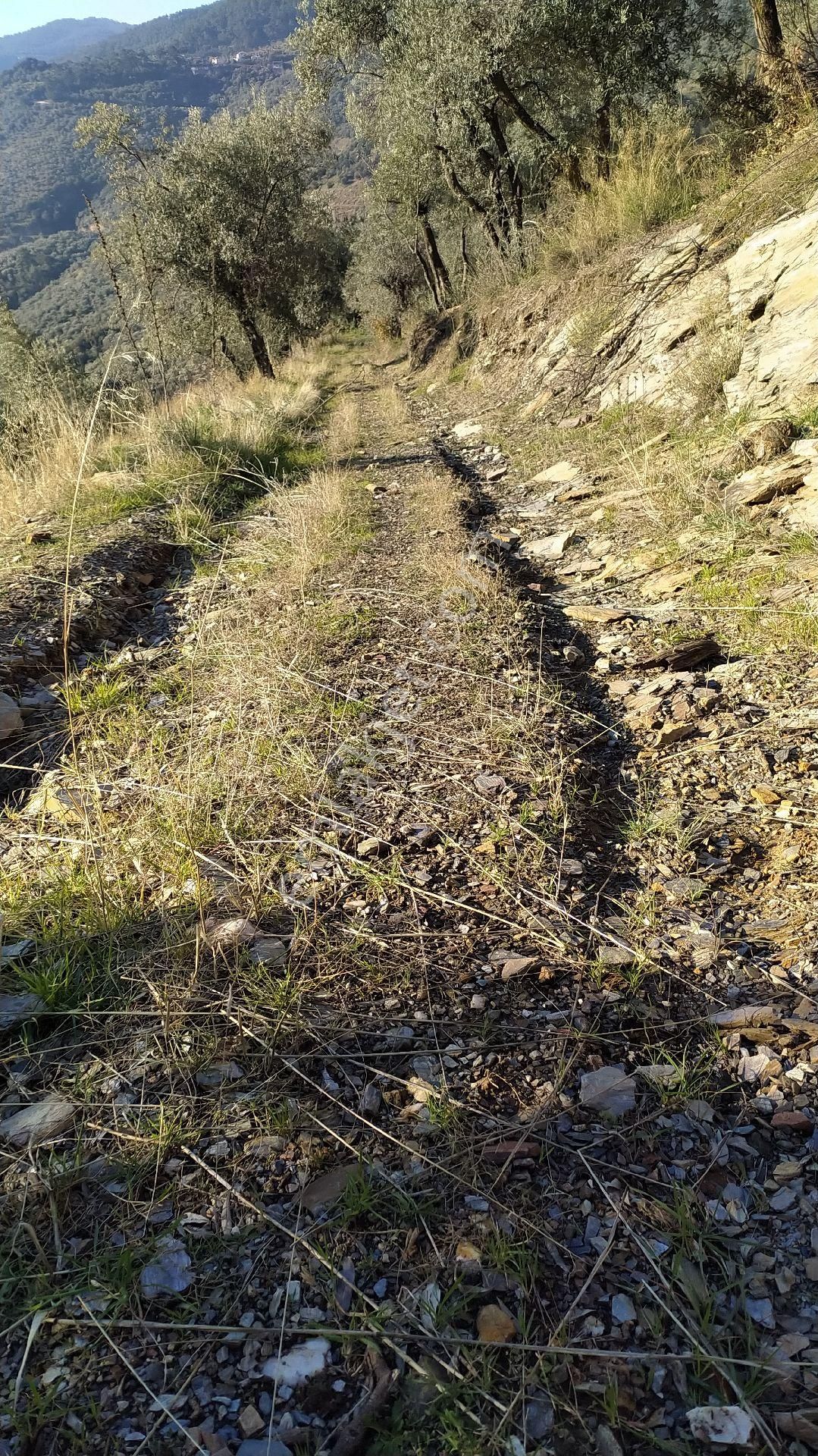 İzmir Bayindirda Satılık Zeytinlik - Görsel 8