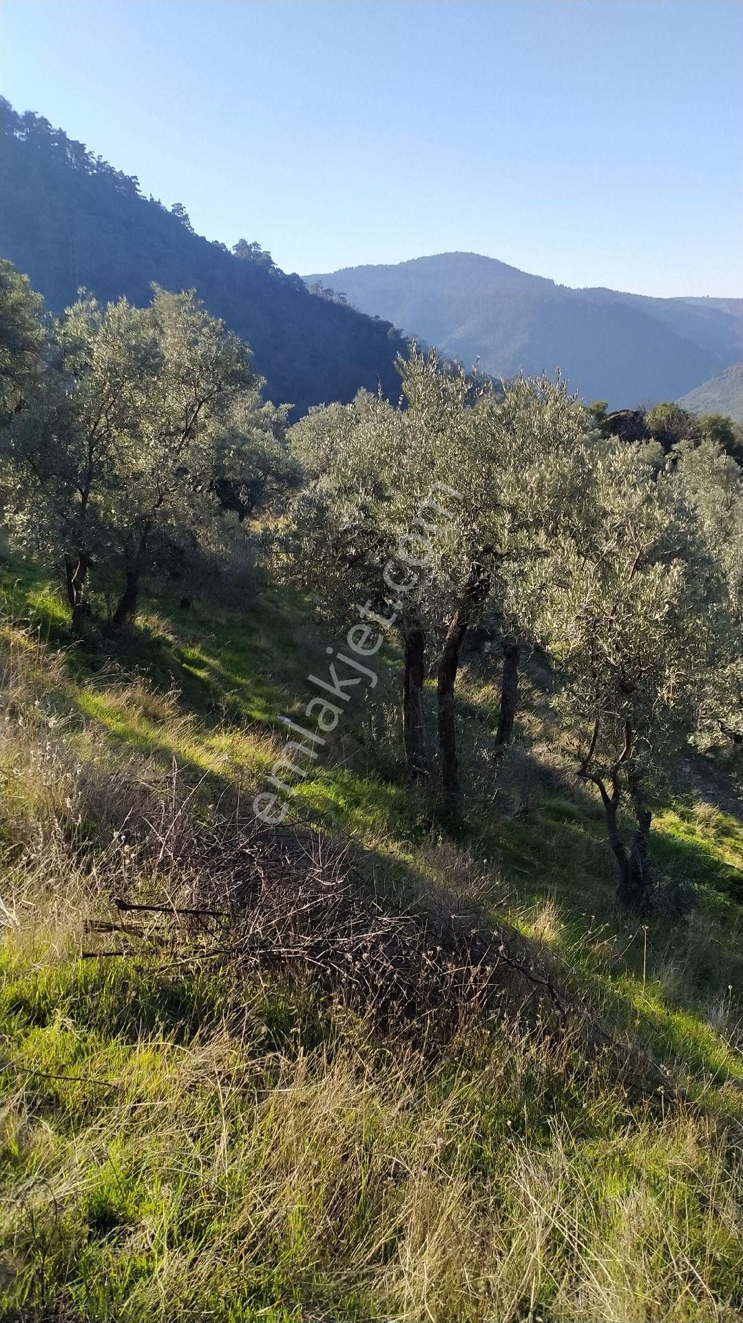 İzmir Bayindirda Satılık Zeytinlik - Görsel 5