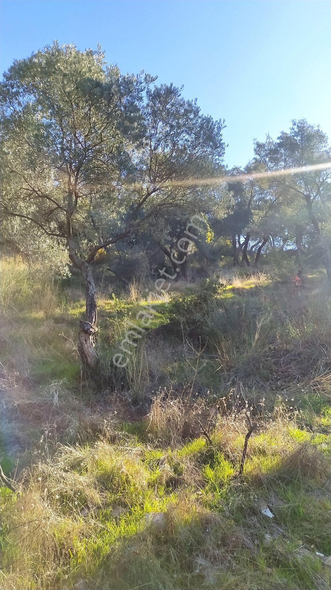 İzmir Bayindirda Satılık Zeytinlik - Görsel 6