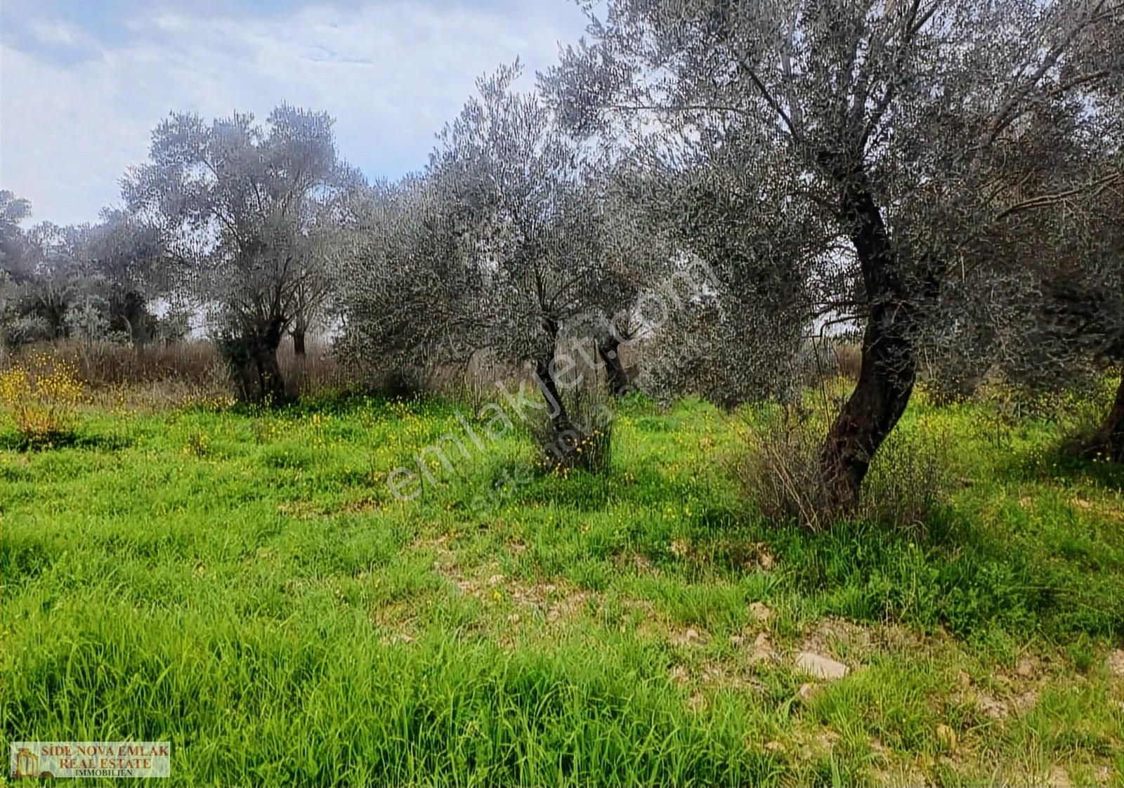 Manavgat Satılık Zeytin Arazisi