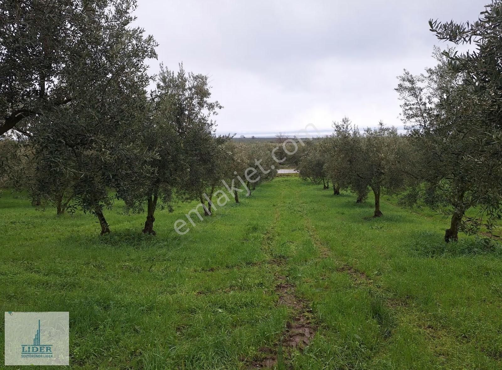 Bursa Orhangazi Heceler'de Göl Manzaralı Asfalt Cephe Zeytinlik