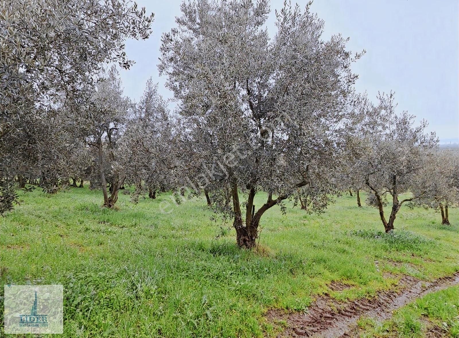 Bursa Orhangazi Heceler'de Göl Manzaralı Asfalt Cephe Zeytinlik - Görsel 6