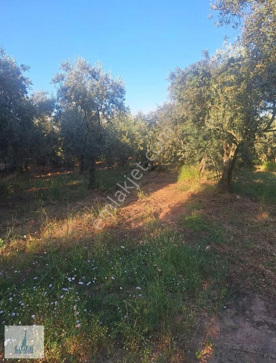 Bursa Orhangazi Heceler Mahallesi 581 M2 Bakımlı Zeytinlik