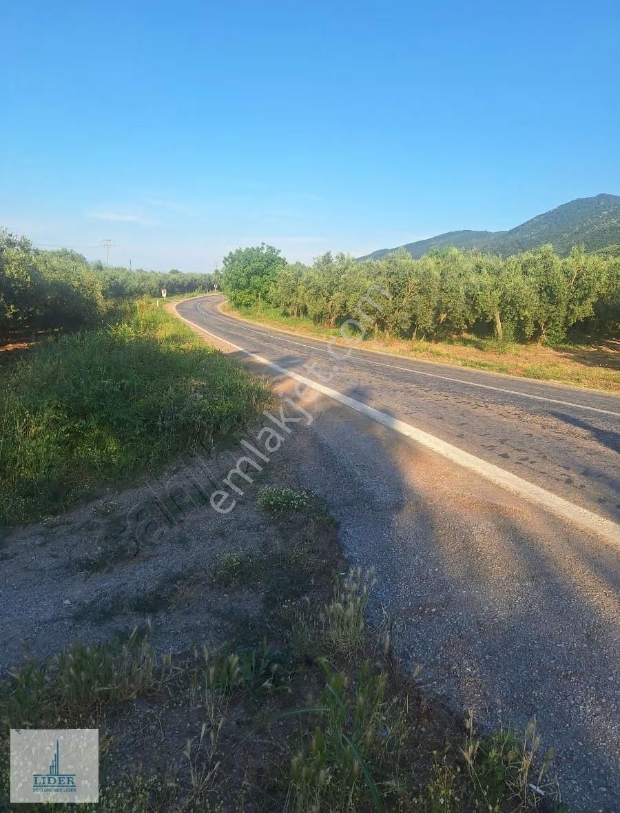Bursa Orhangazi Heceler Mahallesi 581 M2 Bakımlı Zeytinlik - Görsel 9