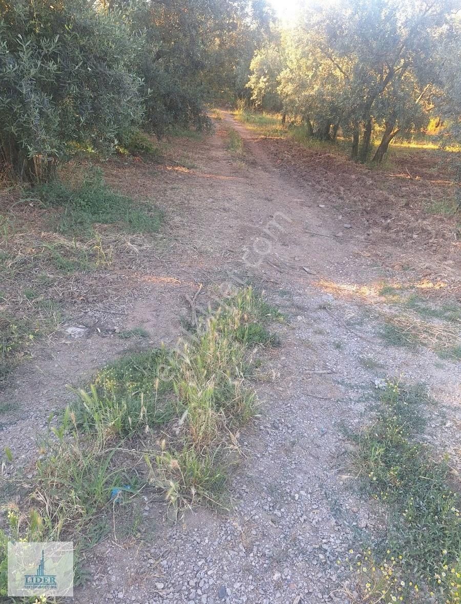 Bursa Orhangazi Heceler Mahallesi 581 M2 Bakımlı Zeytinlik - Görsel 7