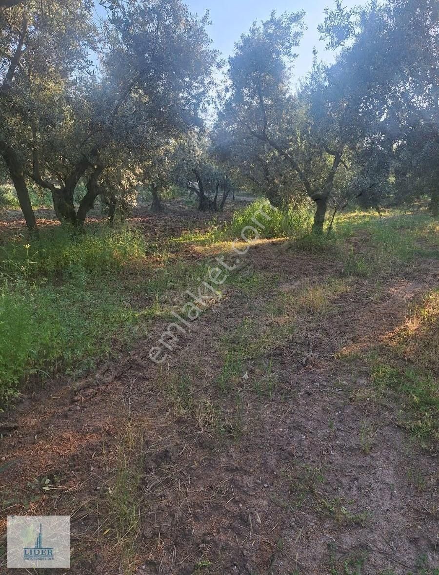 Bursa Orhangazi Heceler Mahallesi 581 M2 Bakımlı Zeytinlik - Görsel 4