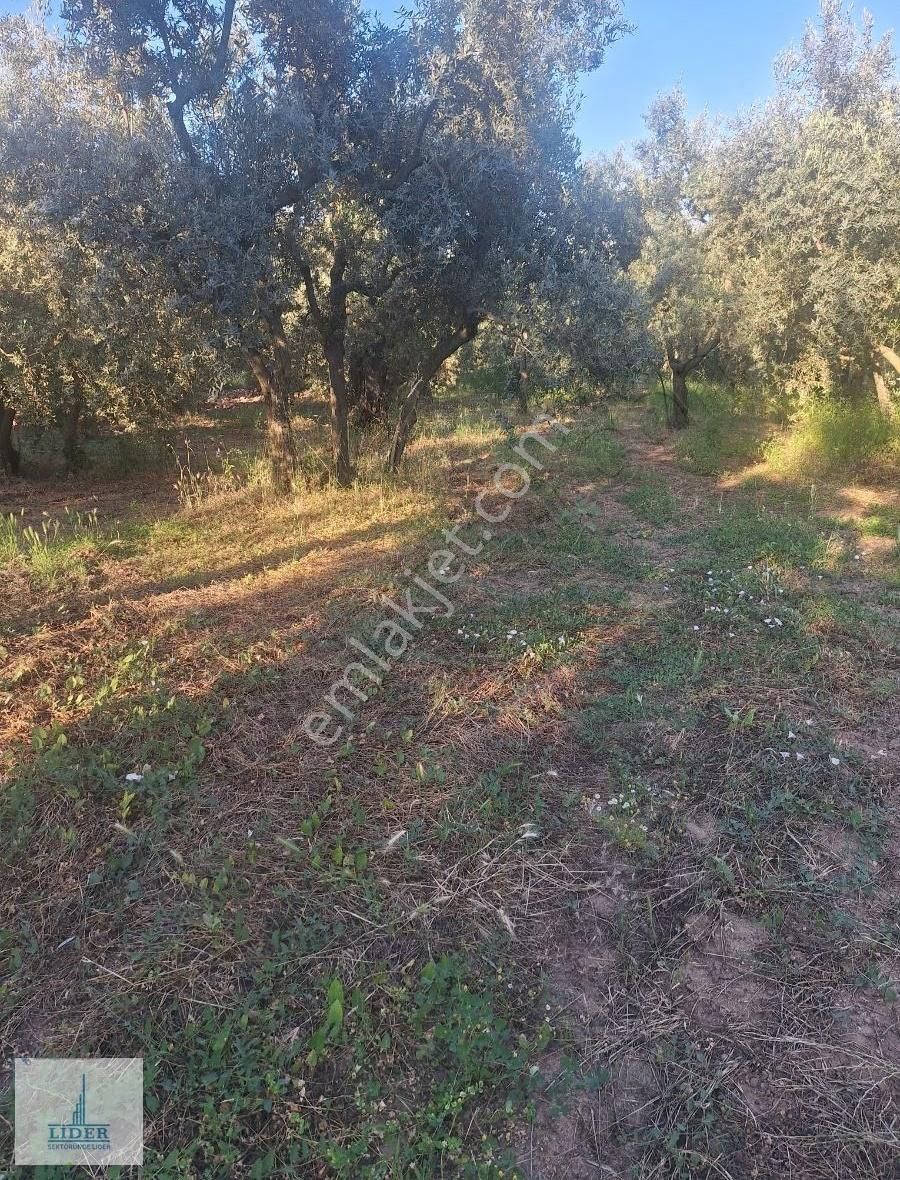 Bursa Orhangazi Heceler Mahallesi 581 M2 Bakımlı Zeytinlik - Görsel 5