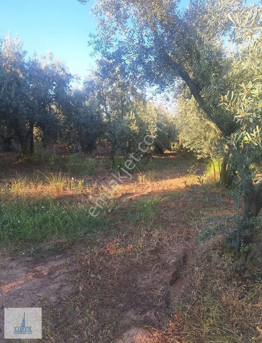 Bursa Orhangazi Heceler Mahallesi 581 M2 Bakımlı Zeytinlik - Görsel 2