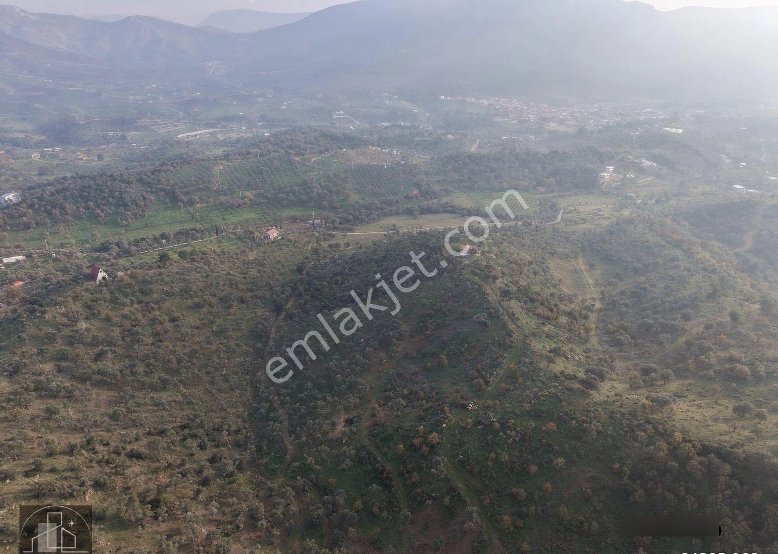 İzmir Seferihisar Orhanlı Köyünde Büyük Metrajlı Zeytinlik - Görsel 5