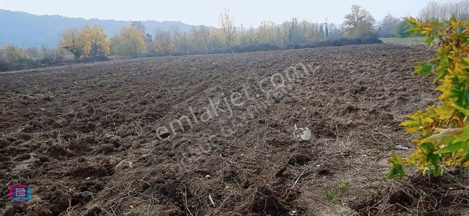 Bursa İnegöl Kurşunlu Da Çilek Bahçesi - Görsel 2