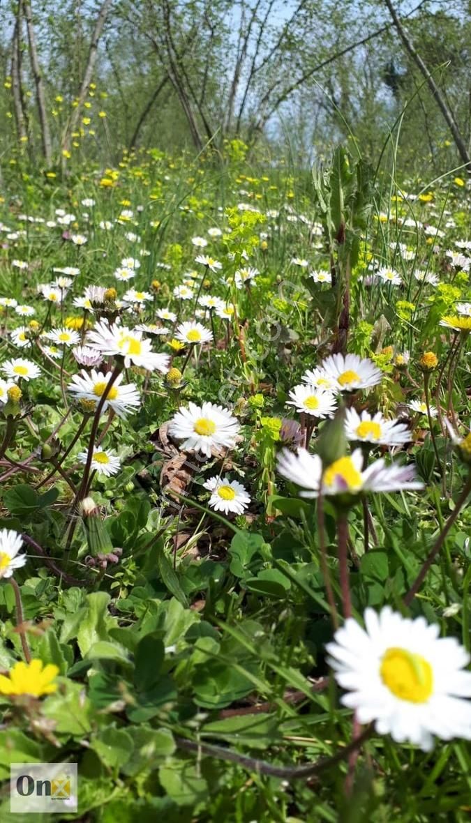 Asfalta 110 M Cepheli Ev Yapılabilen Satılık Fındık Bahçesi - Görsel 15