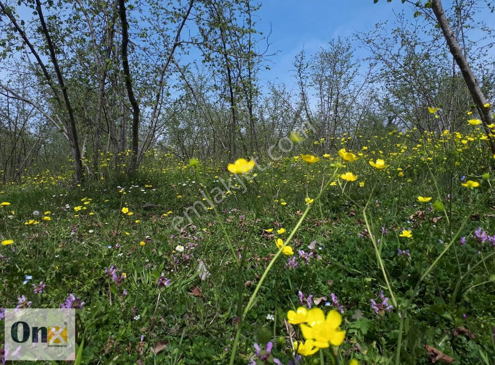 Asfalta 110 M Cepheli Ev Yapılabilen Satılık Fındık Bahçesi