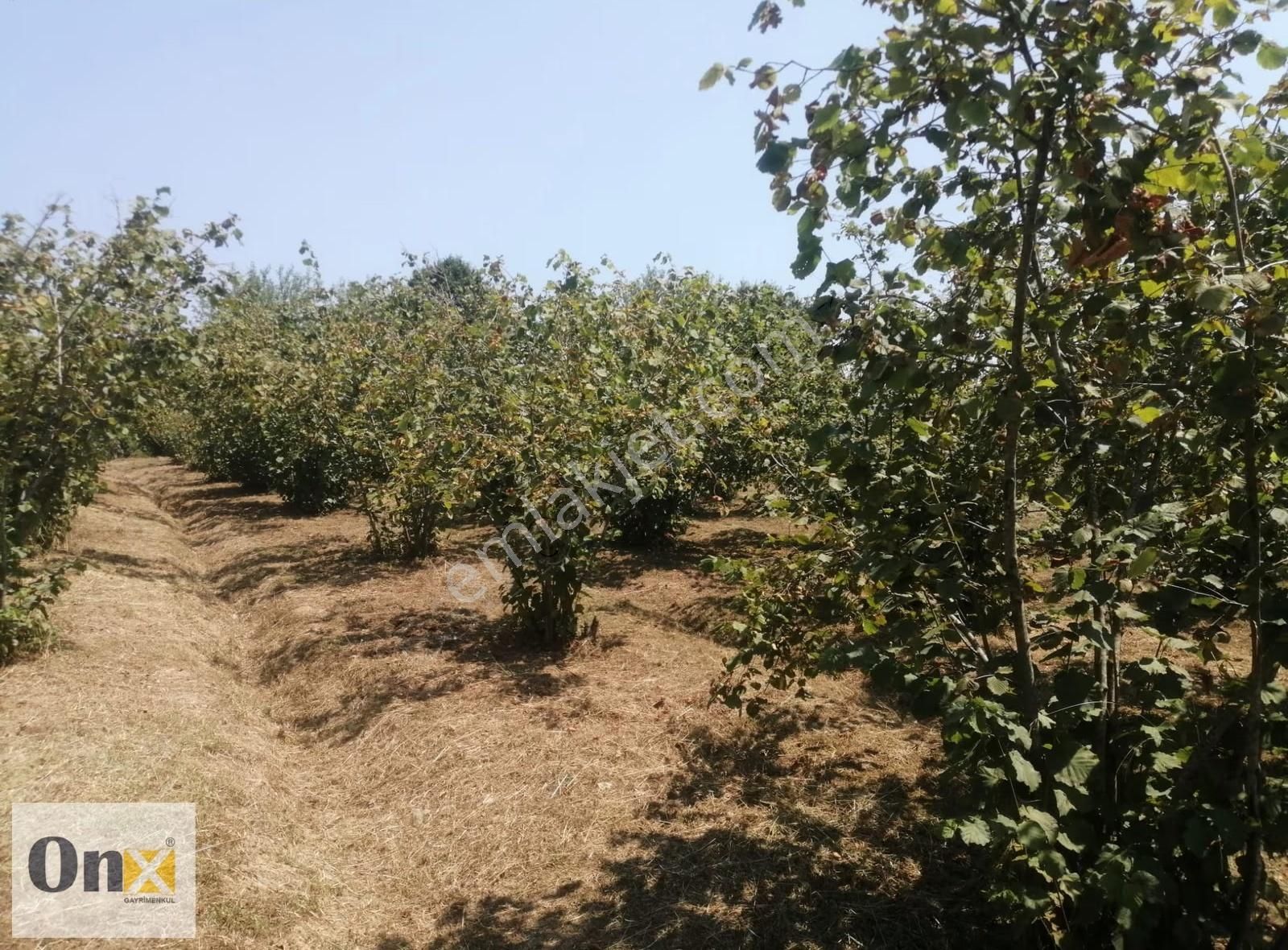 Asfalta 110 M Cepheli Ev Yapılabilen Satılık Fındık Bahçesi - Görsel 17