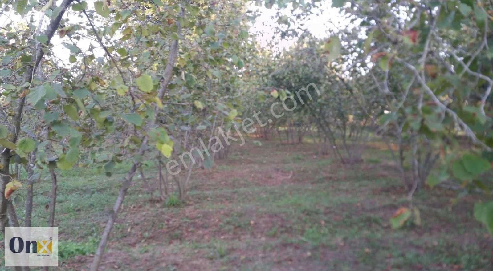 Asfalta 110 M Cepheli Ev Yapılabilen Satılık Fındık Bahçesi - Görsel 7