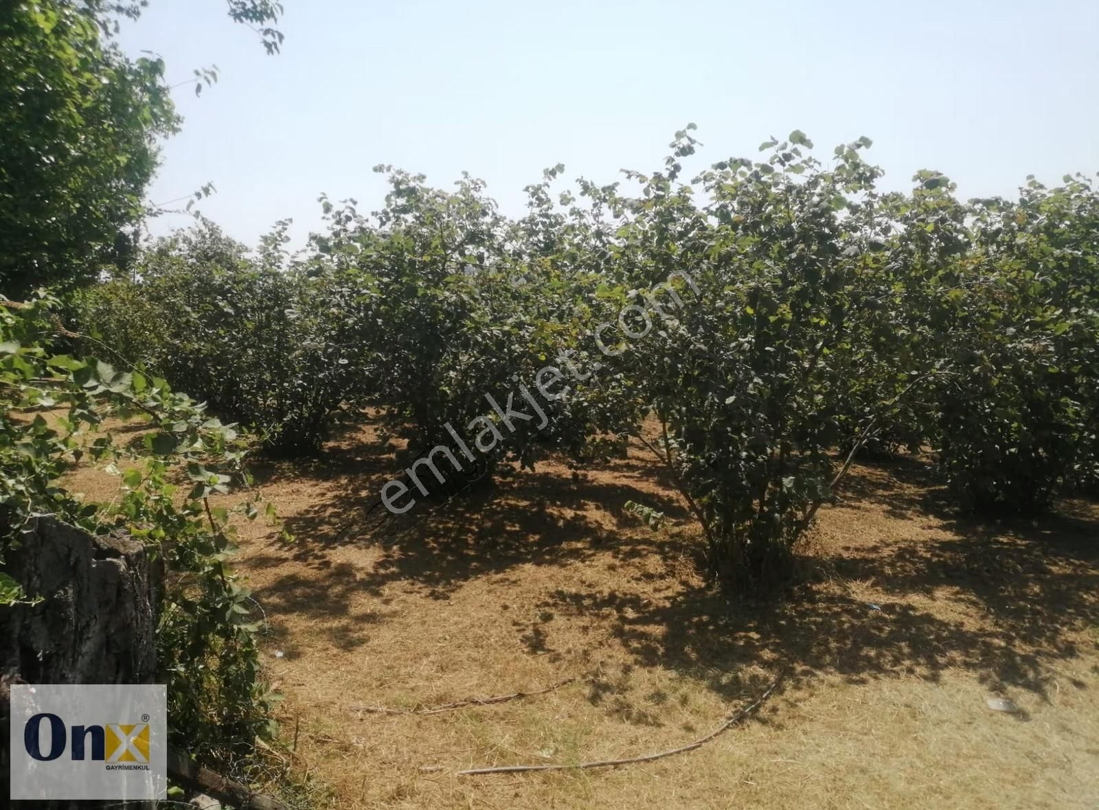 Asfalta 110 M Cepheli Ev Yapılabilen Satılık Fındık Bahçesi - Görsel 10