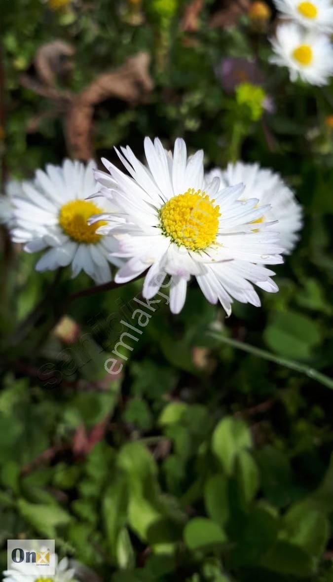 Asfalta 110 M Cepheli Ev Yapılabilen Satılık Fındık Bahçesi - Görsel 2