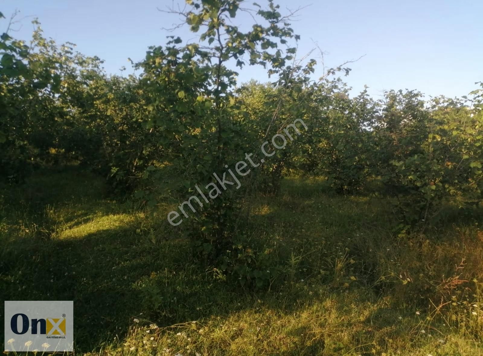 Asfalta 110 M Cepheli Ev Yapılabilen Satılık Fındık Bahçesi - Görsel 16