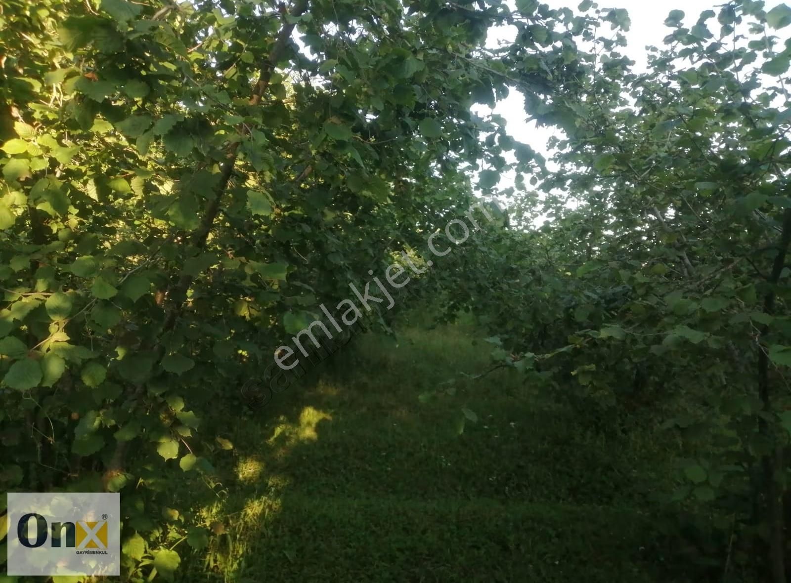 Asfalta 110 M Cepheli Ev Yapılabilen Satılık Fındık Bahçesi - Görsel 5