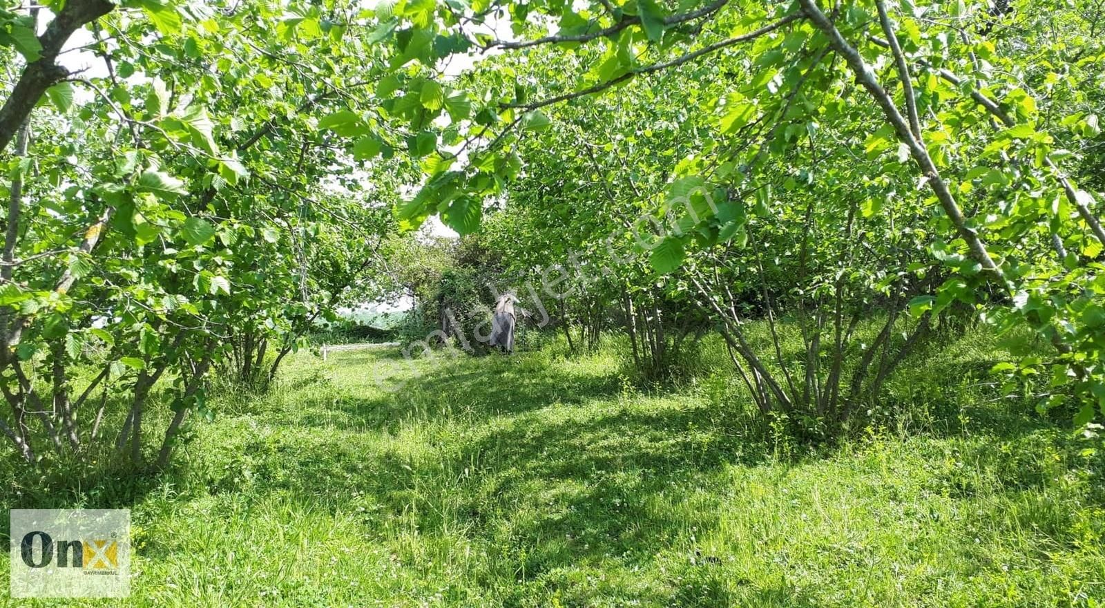 Asfalta 110 M Cepheli Ev Yapılabilen Satılık Fındık Bahçesi - Görsel 9