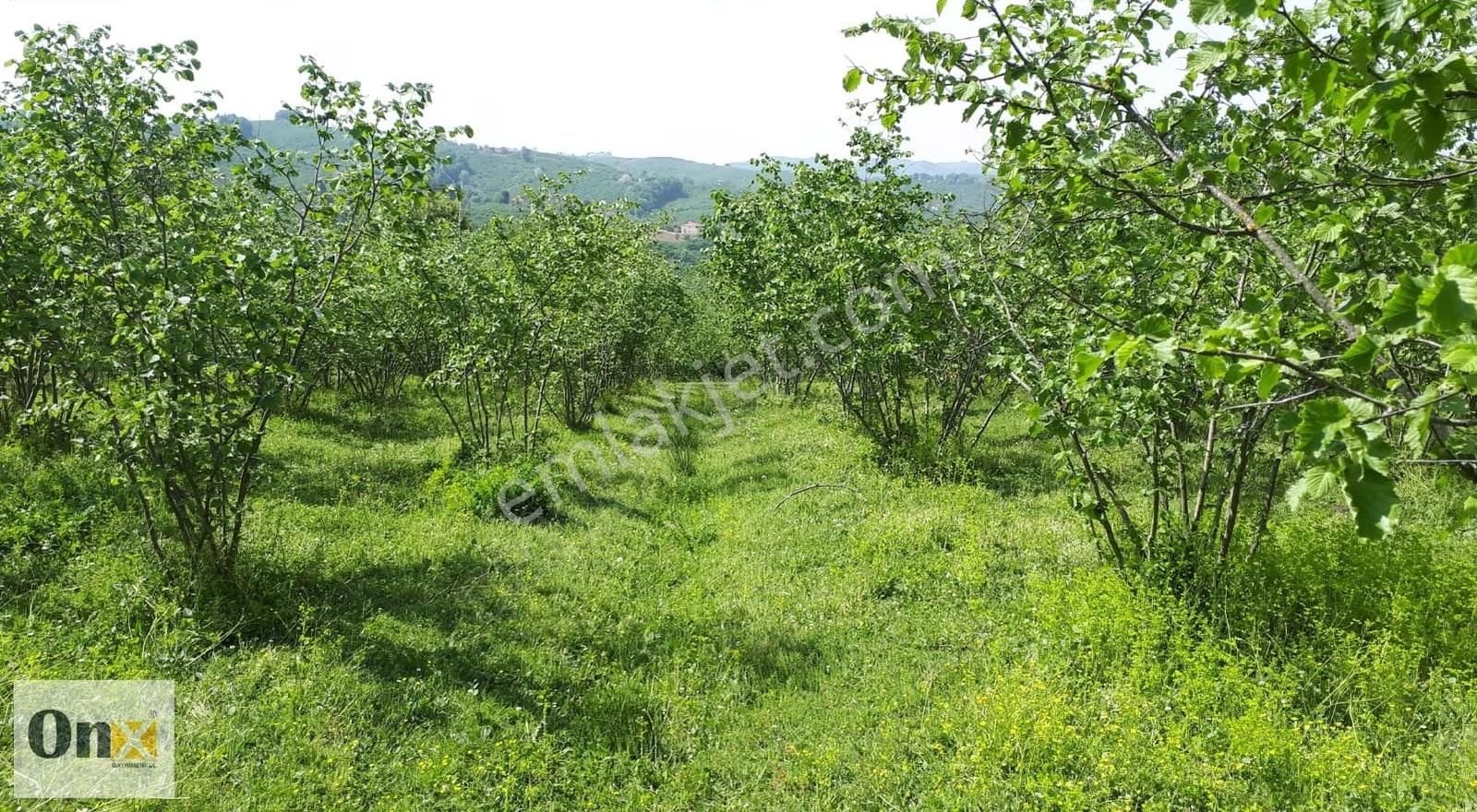 Asfalta 110 M Cepheli Ev Yapılabilen Satılık Fındık Bahçesi - Görsel 4