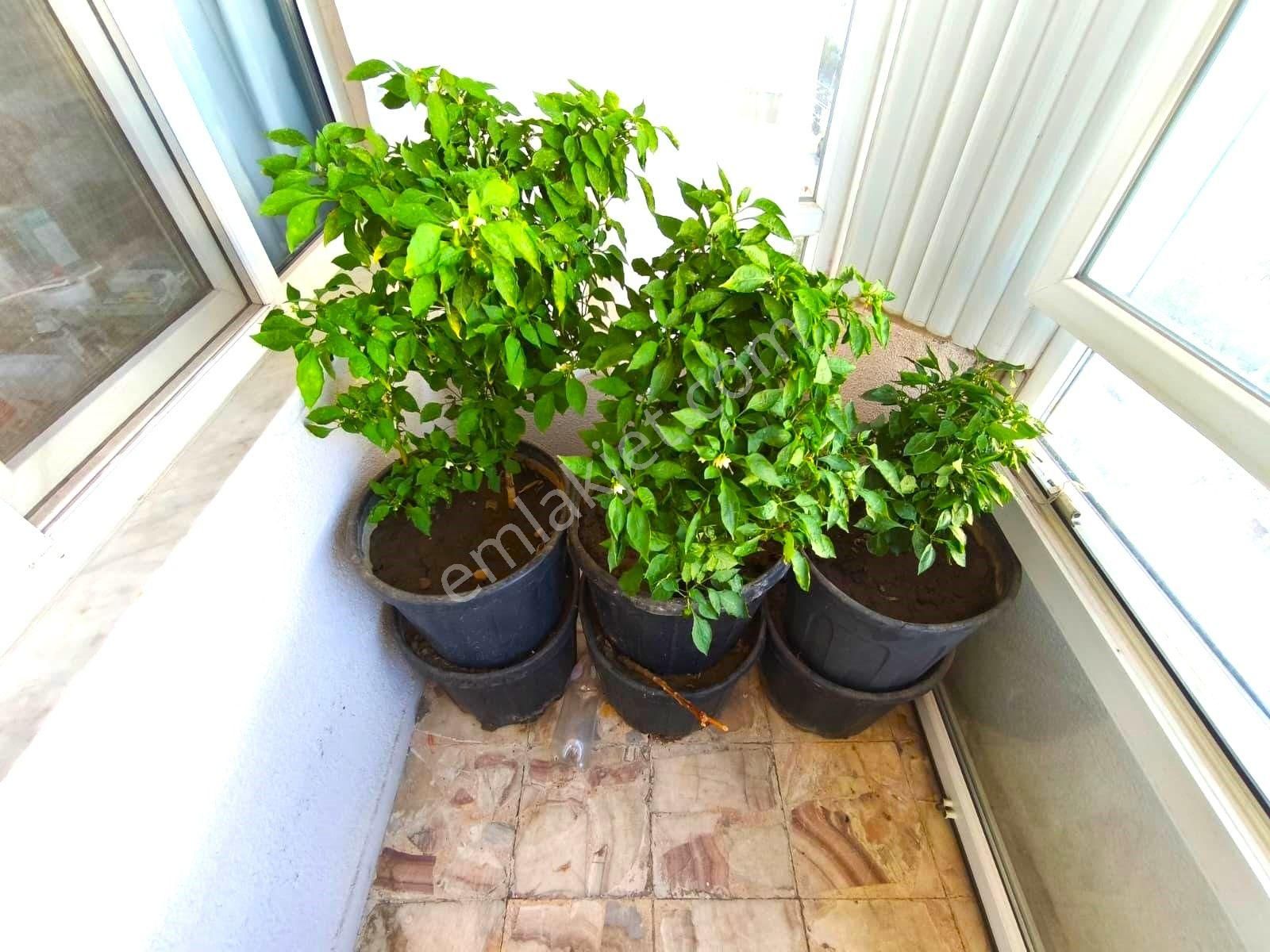 𝄞melodi'den Askeri Kamp Civarında Denize 150mt Arsa Payı Büyük Ayrı Mutfaklı Kelepir 2+1 Daire - Görsel 29