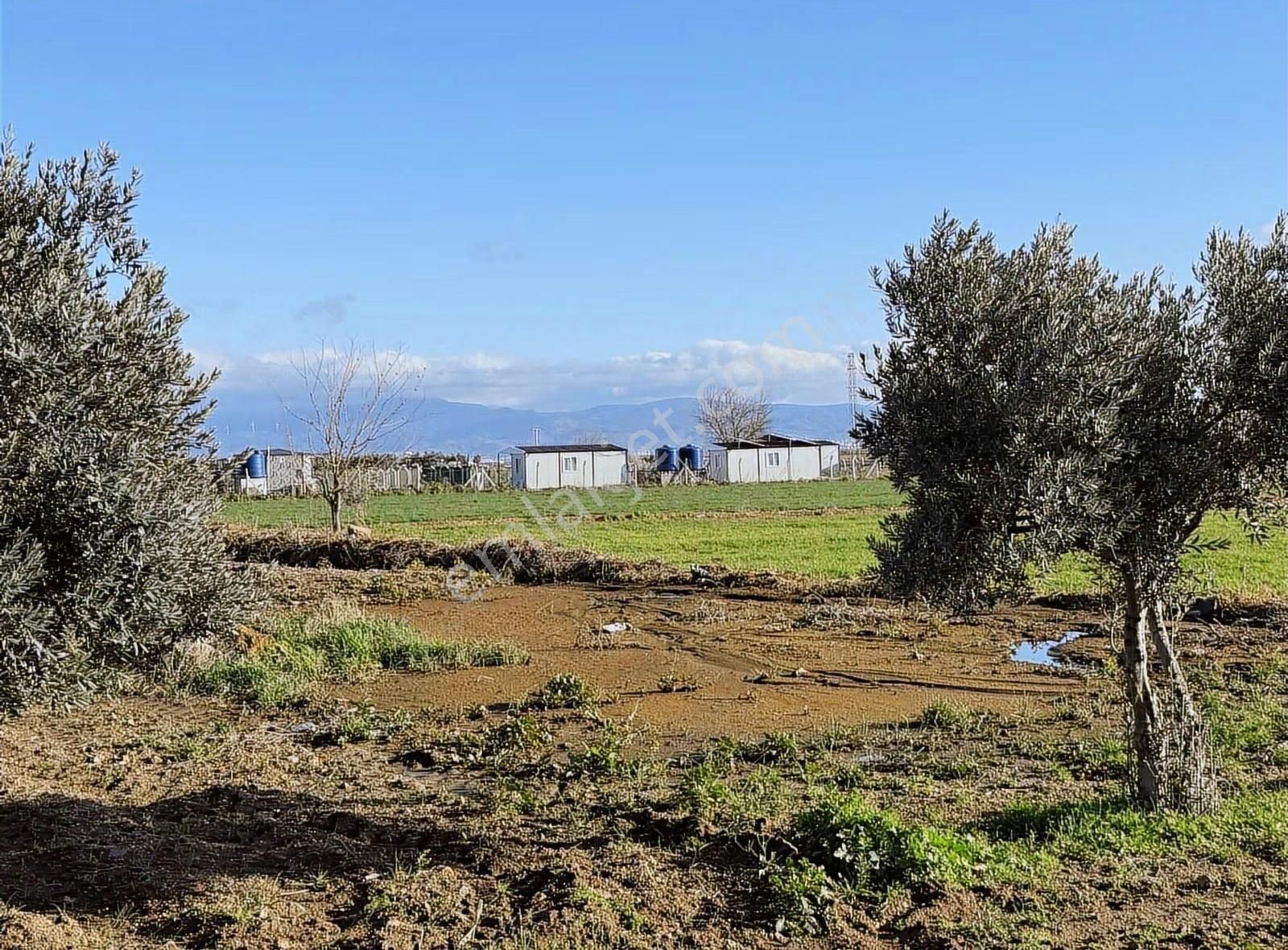 Foça Gerenköy'de Acil Satılık Tarla - Görsel 4