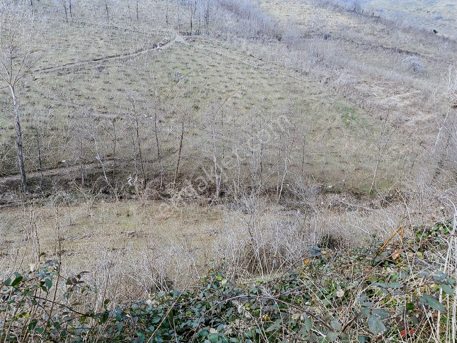 Safir'den Burhanettin'de 13.820m2 Fındık Bahçesi - Görsel 33