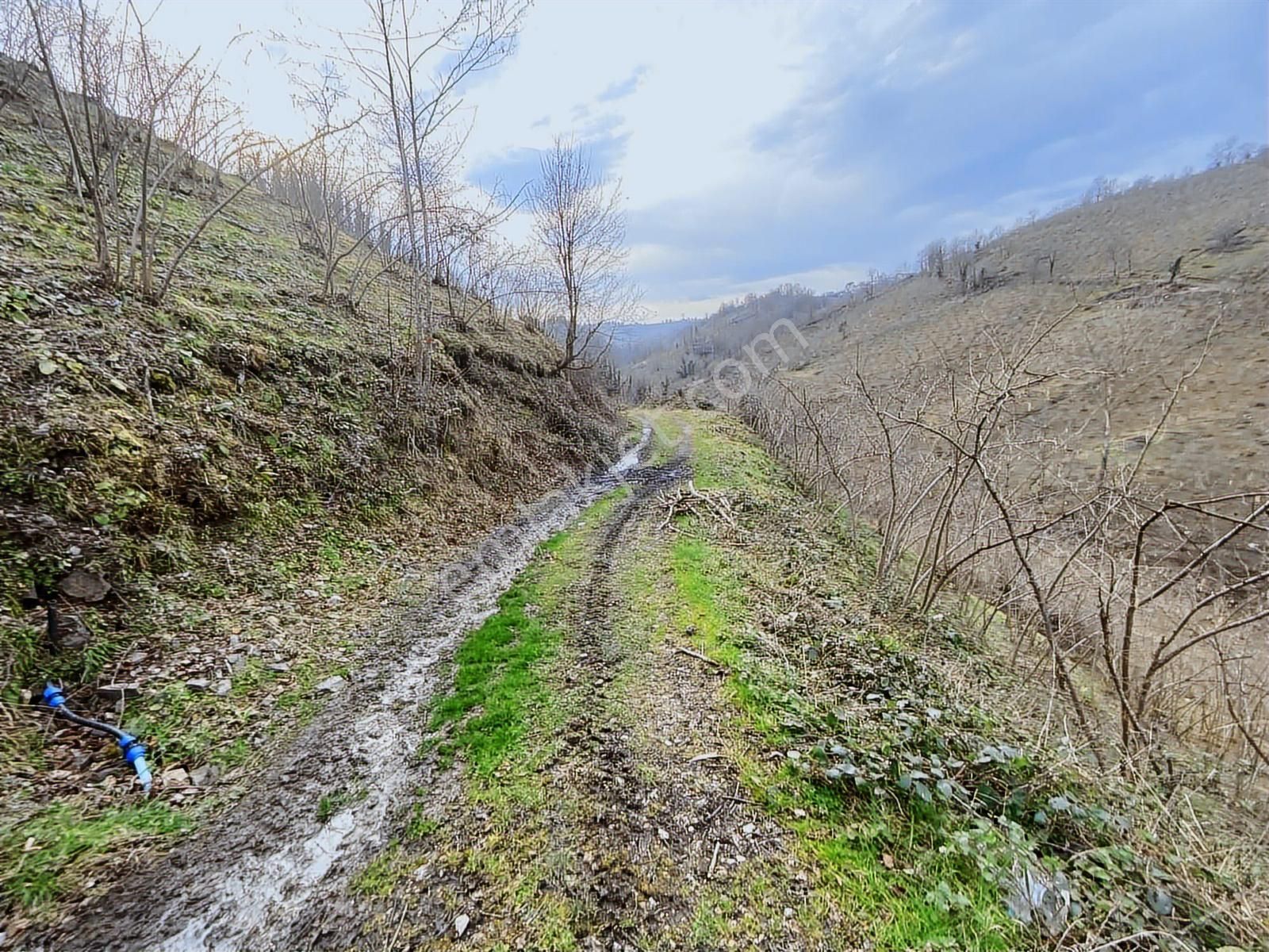 Safir'den Burhanettin'de 13.820m2 Fındık Bahçesi - Görsel 11