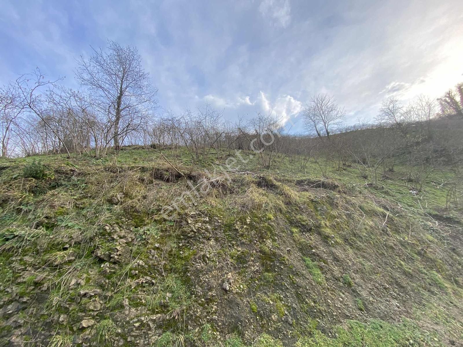 Safir'den Burhanettin'de 13.820m2 Fındık Bahçesi - Görsel 34