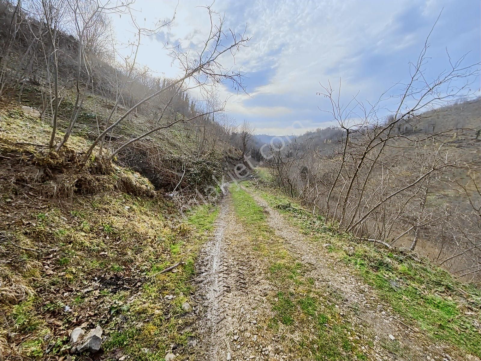 Safir'den Burhanettin'de 13.820m2 Fındık Bahçesi - Görsel 29